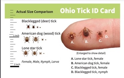 Ohio Tick ID Card.